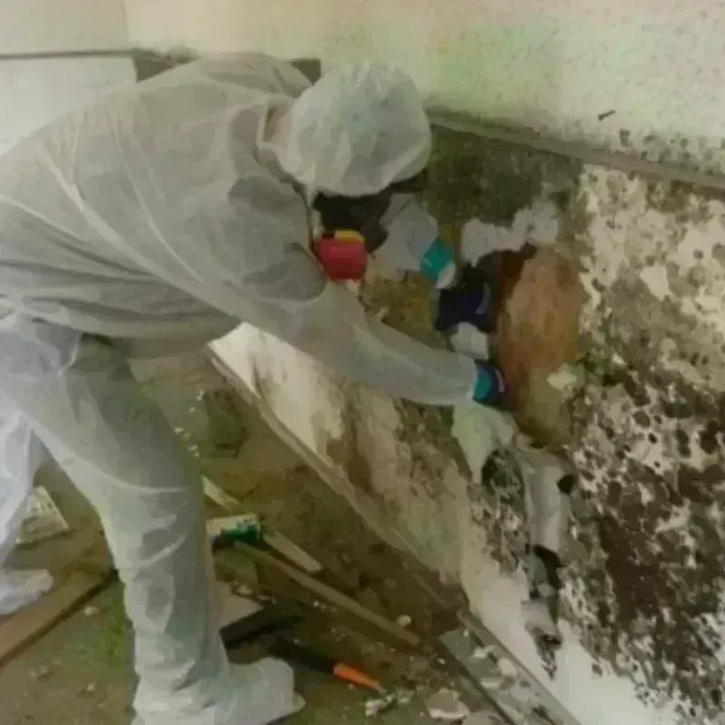 Mold Remediation and Removal in Saline County, NE